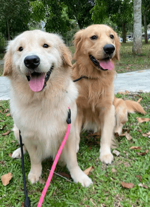 Pet photo 1