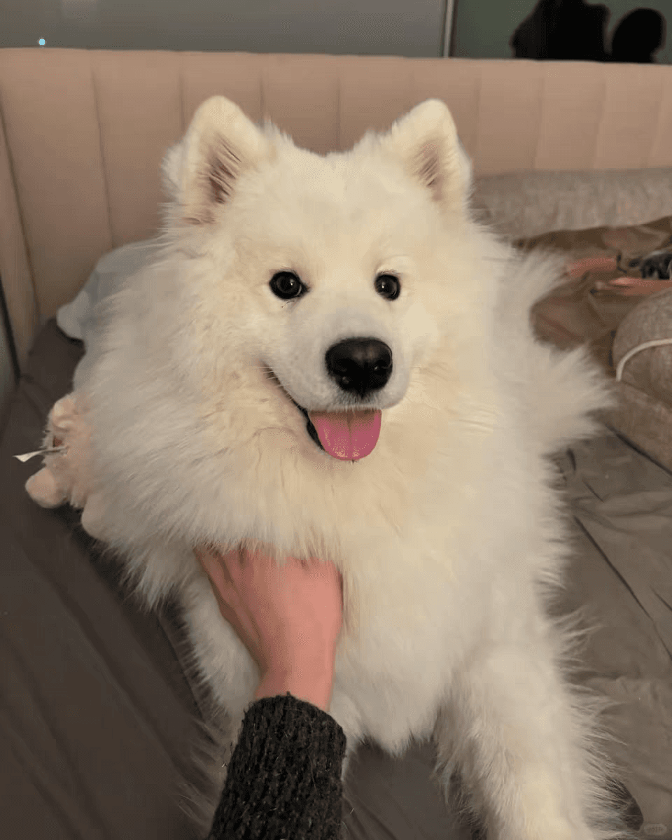 Pet photo 3