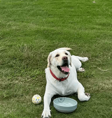 Pet photo 4