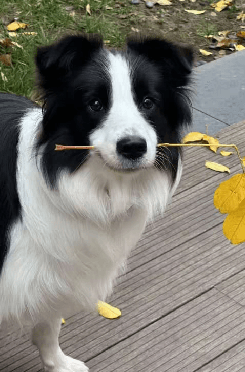 Pet photo 6