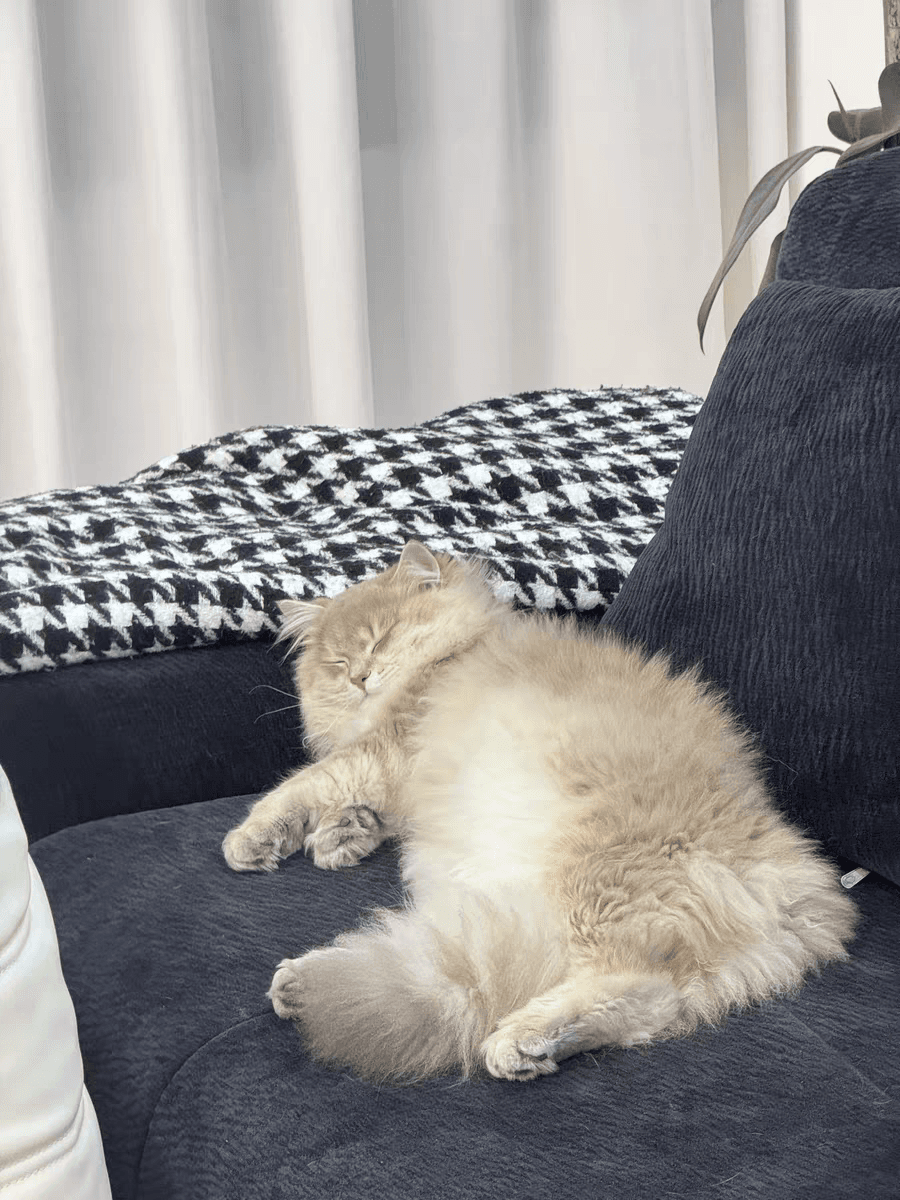 Pet photo 8