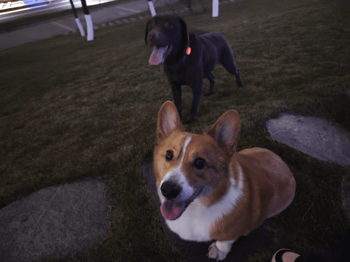 Original pet photo
